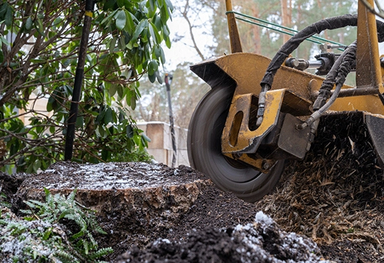 Benefits of Professional Stump Removal in Lakeway