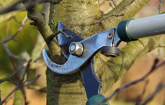 Benefits of Regular Pruning in Georgetown