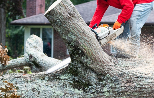 Benefits of Tree Removal Service