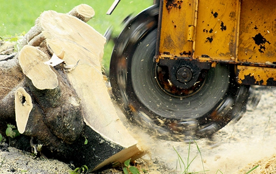 Complete Tree and Stump Removal Services in Round Rock