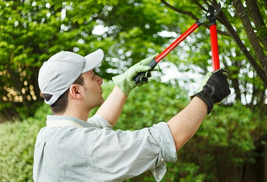 Customized Trimming Solutions for Your Trees in Dripping Springs