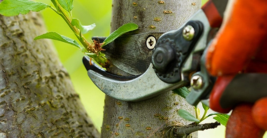 Eco-Friendly Pruning Practices in Tarrytown