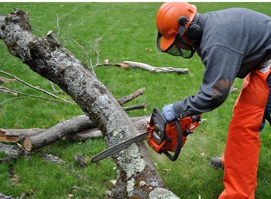 Emergency Tree Removal Process