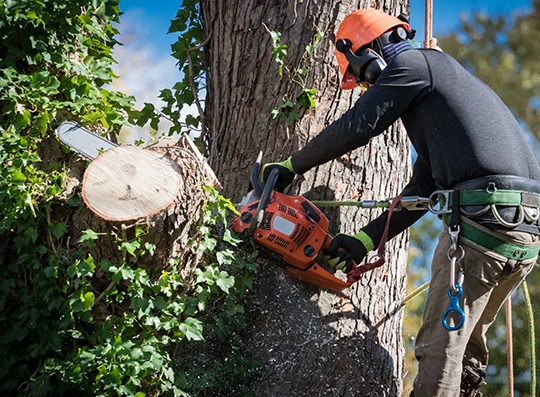 Emergency Tree Removal in Pflugerville