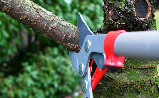 Expert Tree Care Solutions in Dripping Springs