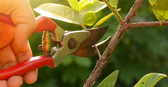 Expert Tree Pruning Techniques in Lakeway