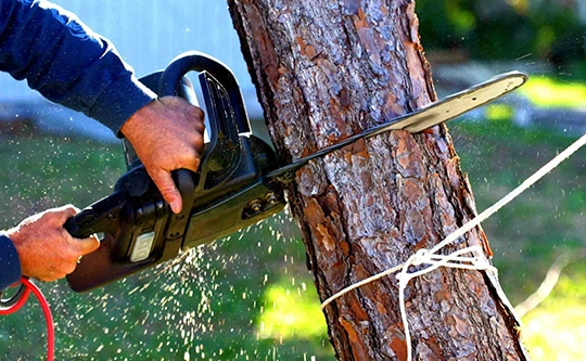 Expert Tree Removal Services in Dripping Springs