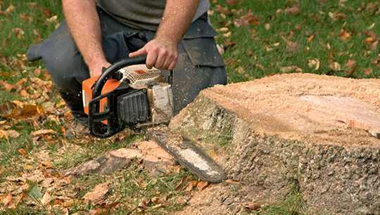 Local Stump Removal Services in Austin