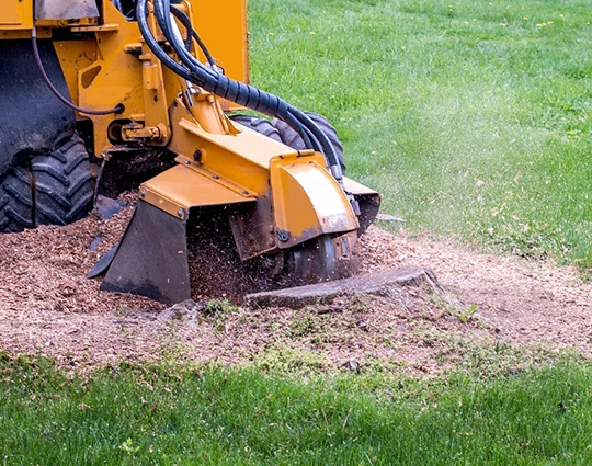 Our Stump Removal Process in Georgetown