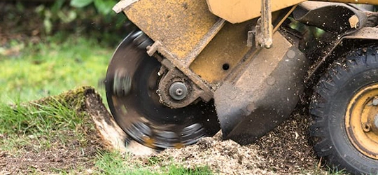 Professional Stump Removal Service in Round Rock