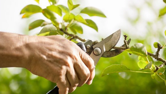 Pruning for Aesthetic Appeal in Dripping Springs