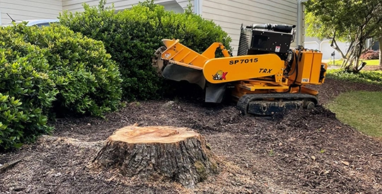 Stump Grinding Techniques Explained in Dripping Springs