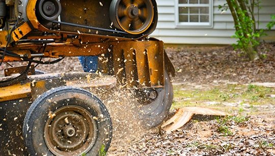 Stump Grinding and Removal in Austin