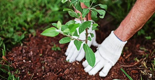 Tree Planting and Installation Round Rock