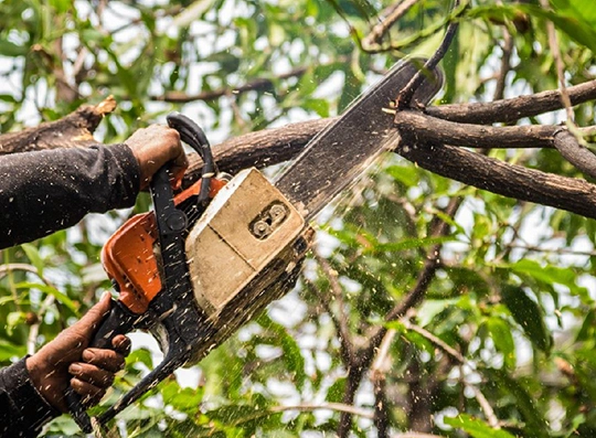 Tree Trimming Techniques and Methods in Tarrytown